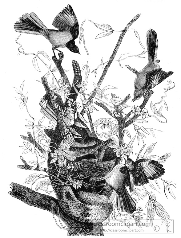 mocking-bird-illustration.jpg
