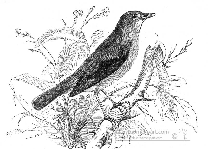 nightingale-bird-illustration.jpg