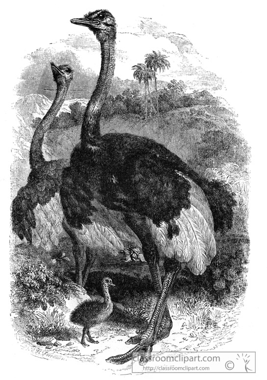 ostrich-bird-illustration.jpg