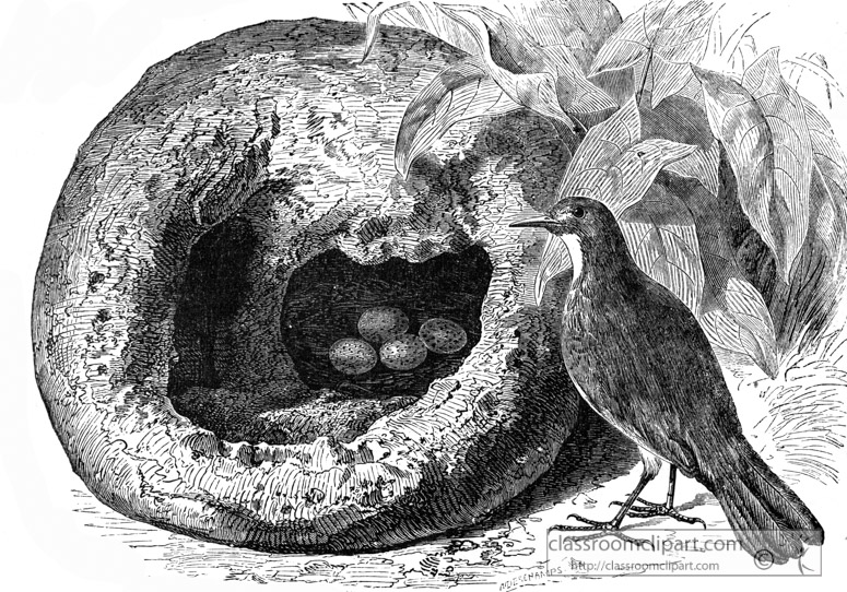 oven-bird-illustration.jpg