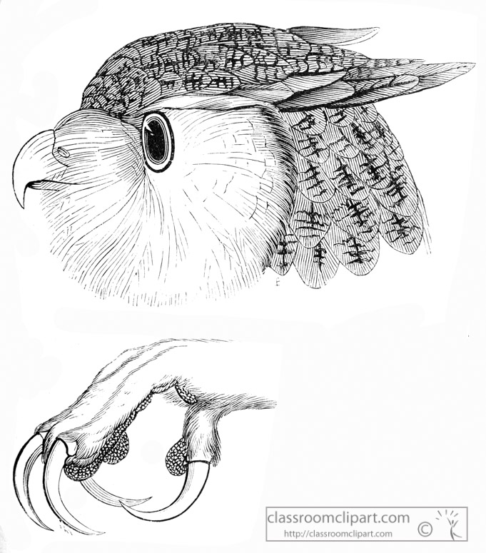 owl-bird-illustration-11.jpg