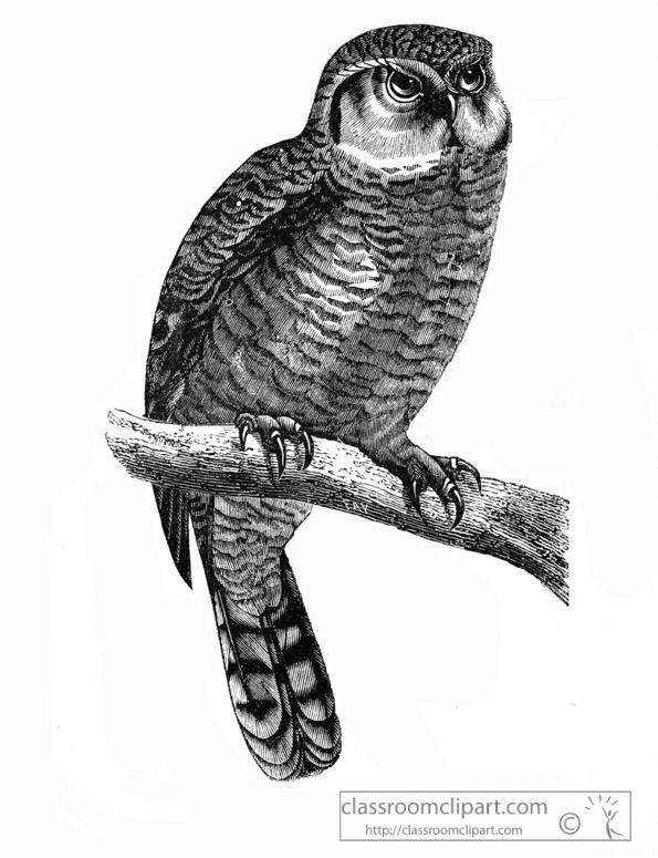 owl-bird-illustration-12.jpg