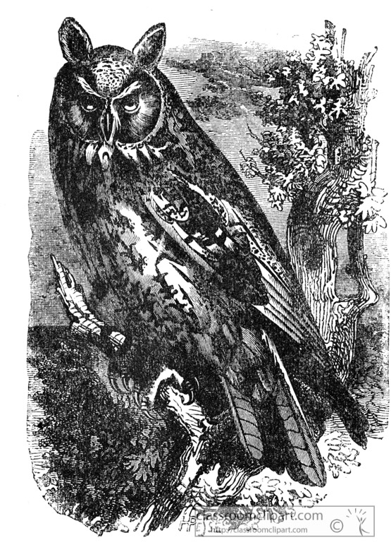 owl-bird-illustration-14.jpg