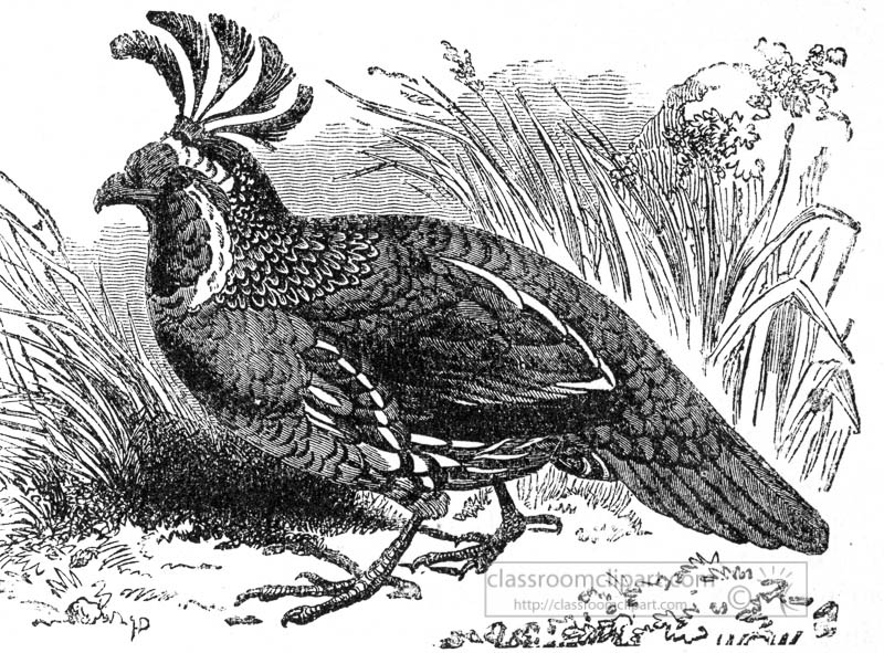 partridge-bird-illustration-023.jpg