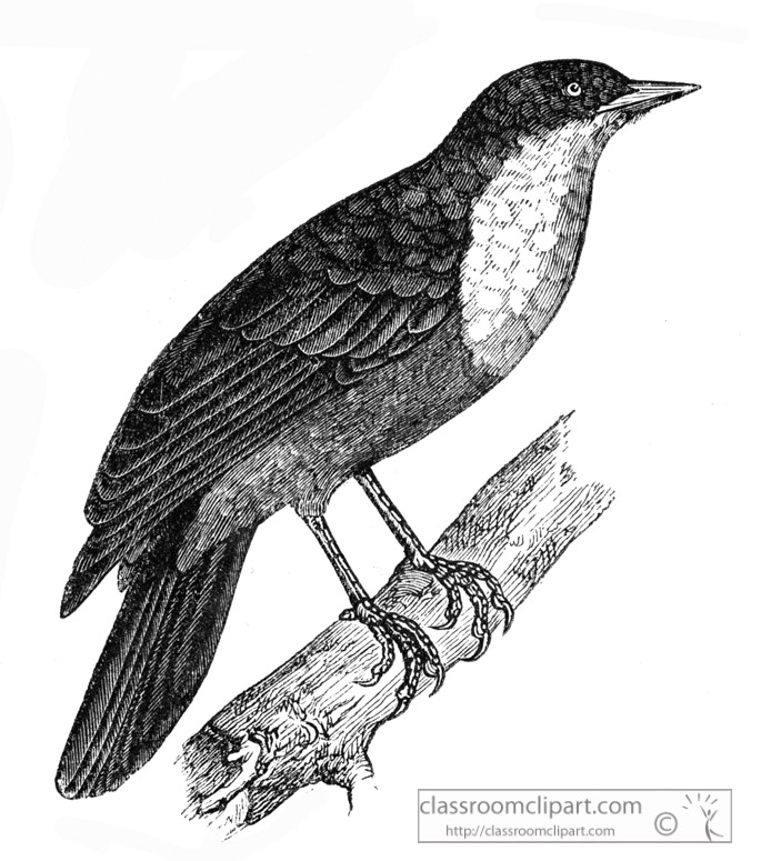 pavao-bird.jpg