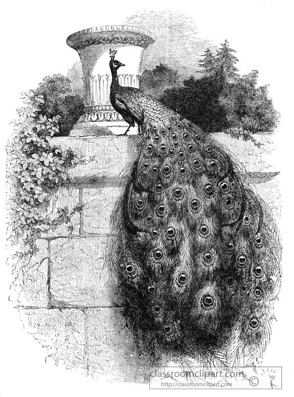 peacock-bird-illustration12.jpg