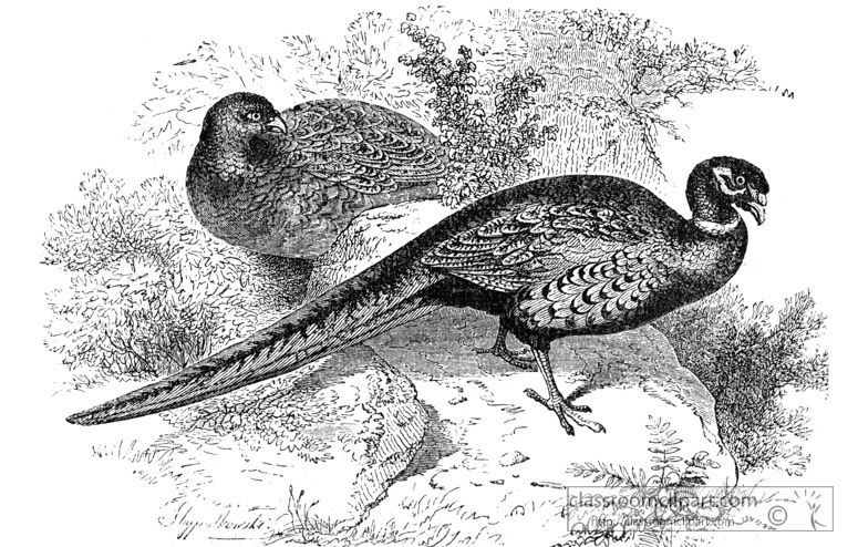 pheasant-B11.jpg