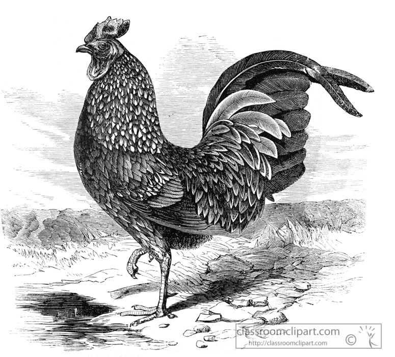 pheasant-B12.jpg