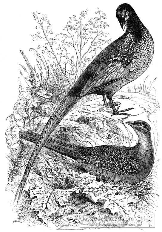 pheasant-bird-illustration11.jpg