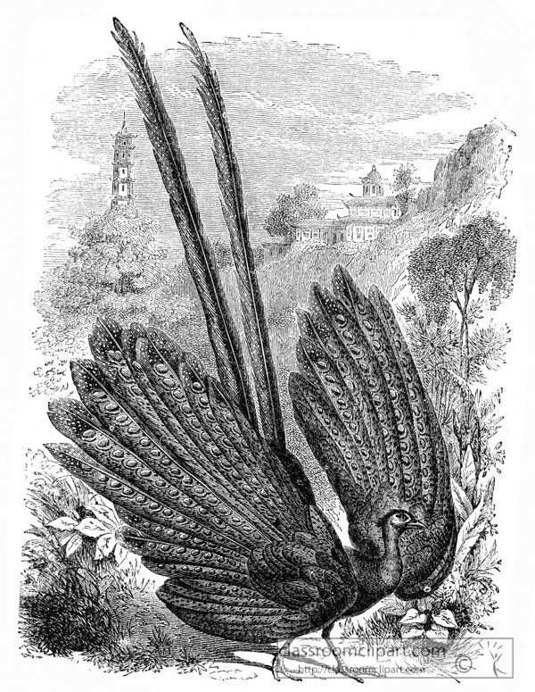 pheasant-bird-illustration12.jpg