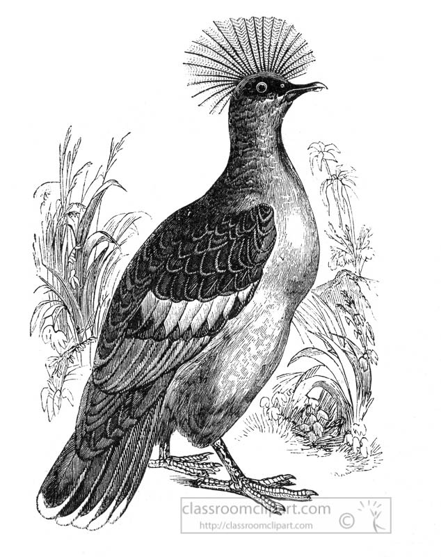 pigeon-bird-illustration.jpg