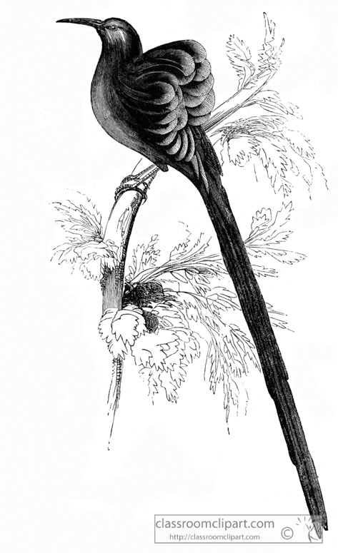 promerops-bird-illustration.jpg