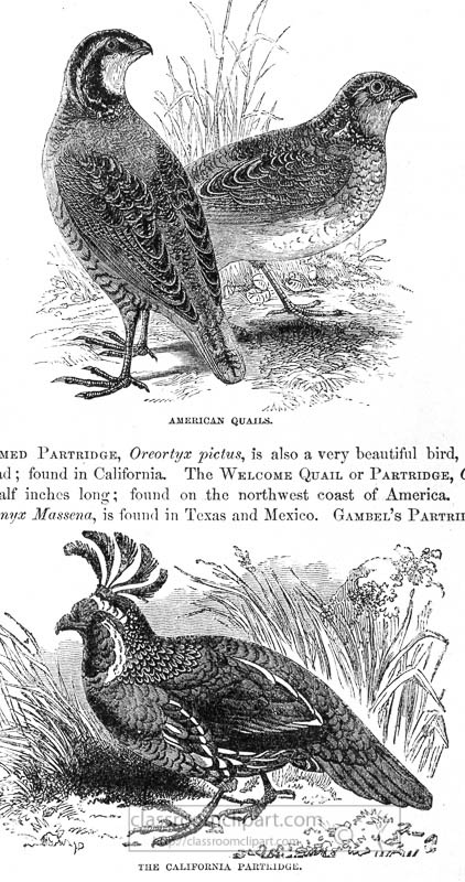 quail-bird-illustration-23.jpg