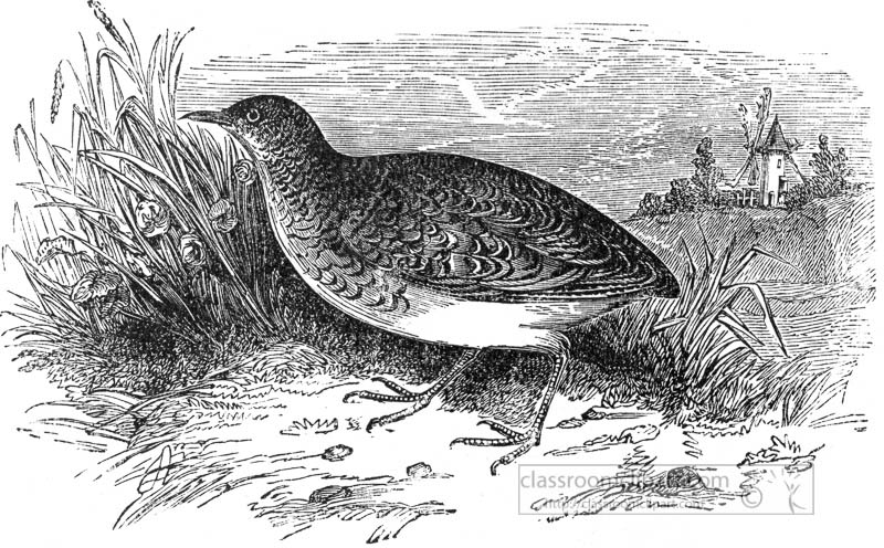 quail-bird-illustration.jpg