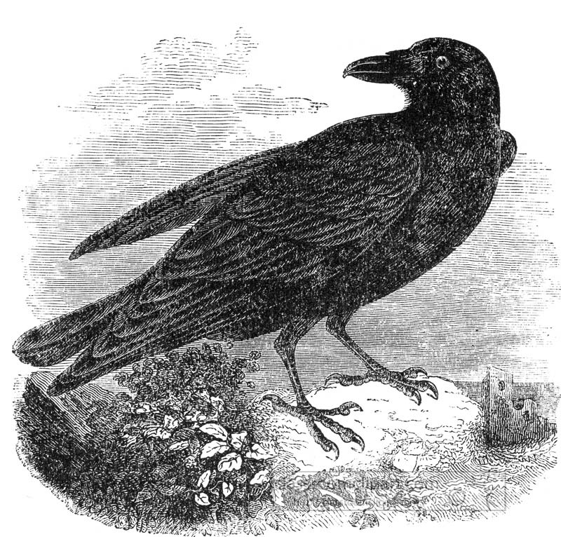 raven-bird-illustration.jpg