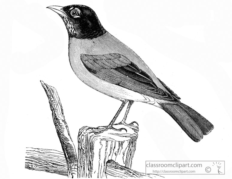 robin-bird-illustration.jpg