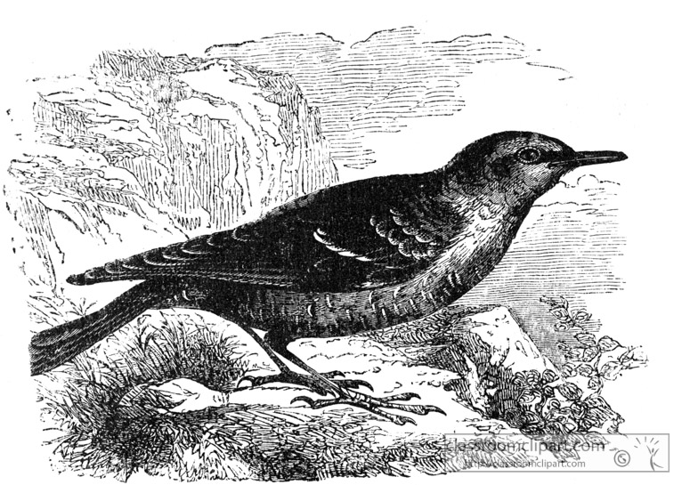 rock-thrush-bird-illustration.jpg