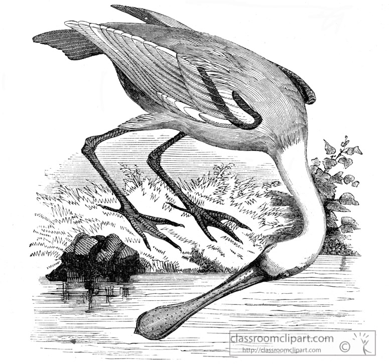spoonbill-bird-illustration.jpg