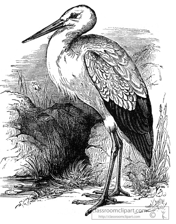 stork-bird-illustration-11.jpg