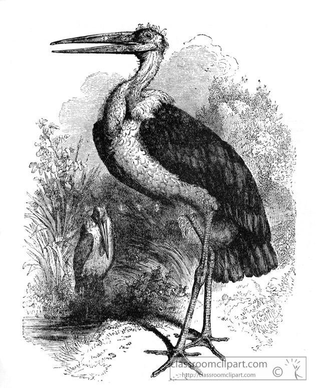 stork-bird-illustration-12.jpg