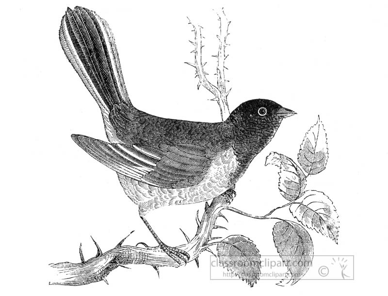 tanager-bird-illustration-2.jpg