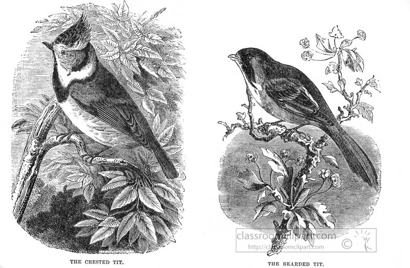 tit-tit-bird-illustration.jpg