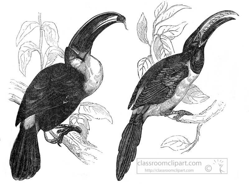 toucan-bird-illustration.jpg