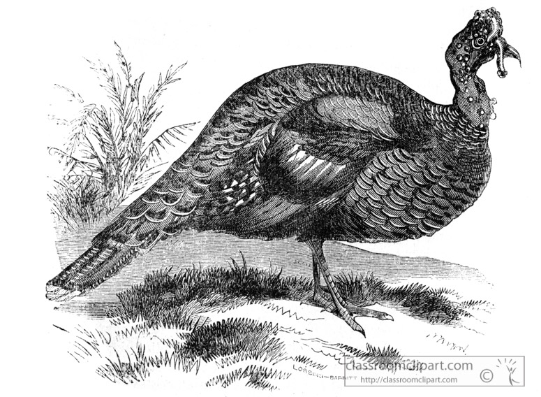 turkey-bird-illustration-12.jpg