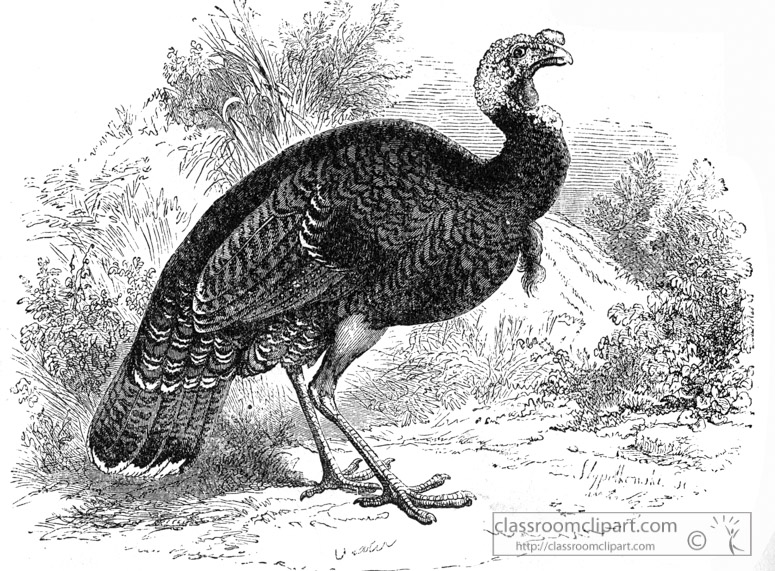 turkeybird-illustration.jpg