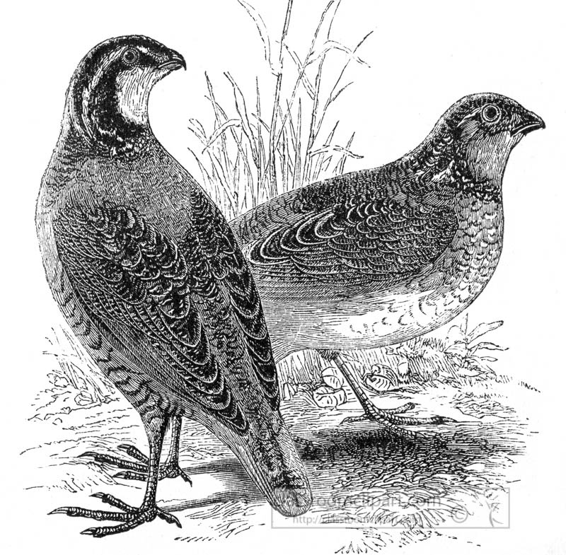 two-quails-bird-illustration.jpg