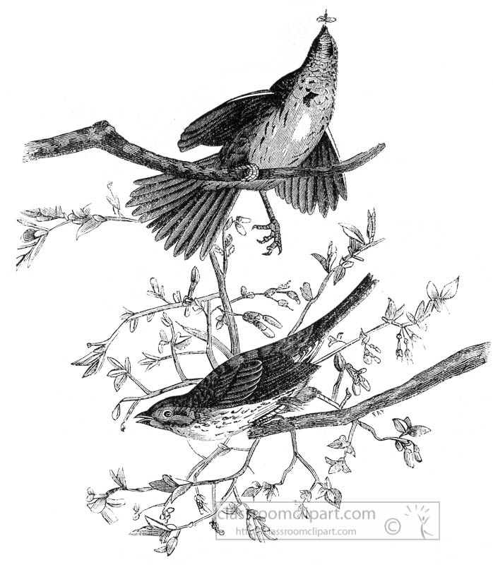 two-sparrows-on-tree-brances-illustration-34004.jpg