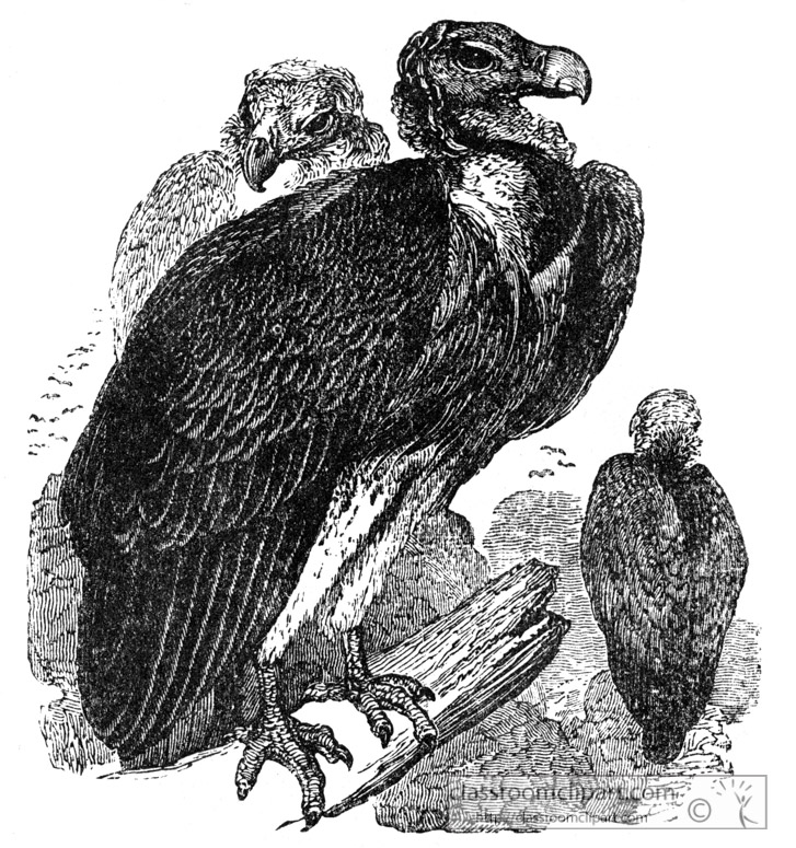 vulture-bird-illustration-11.jpg
