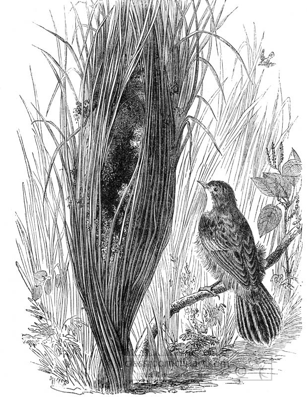 warbler-bird-illustration-001.jpg