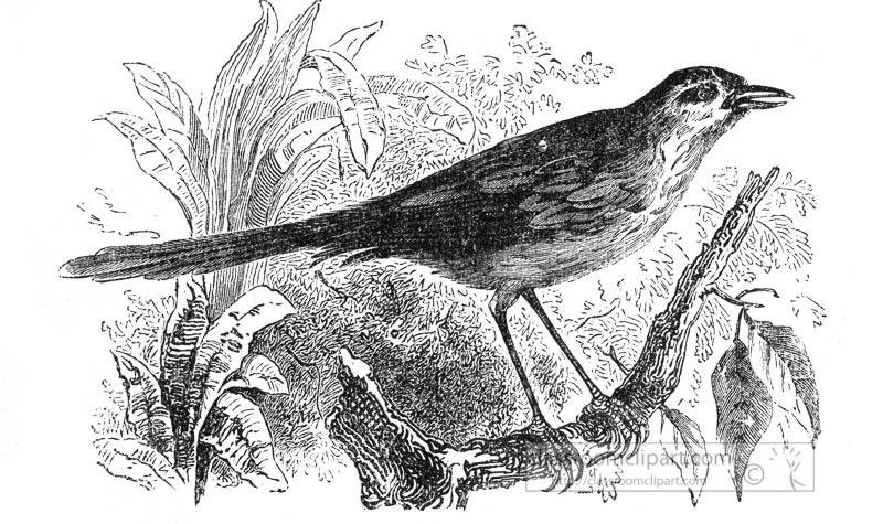 warbler-bird-illustration-002.jpg