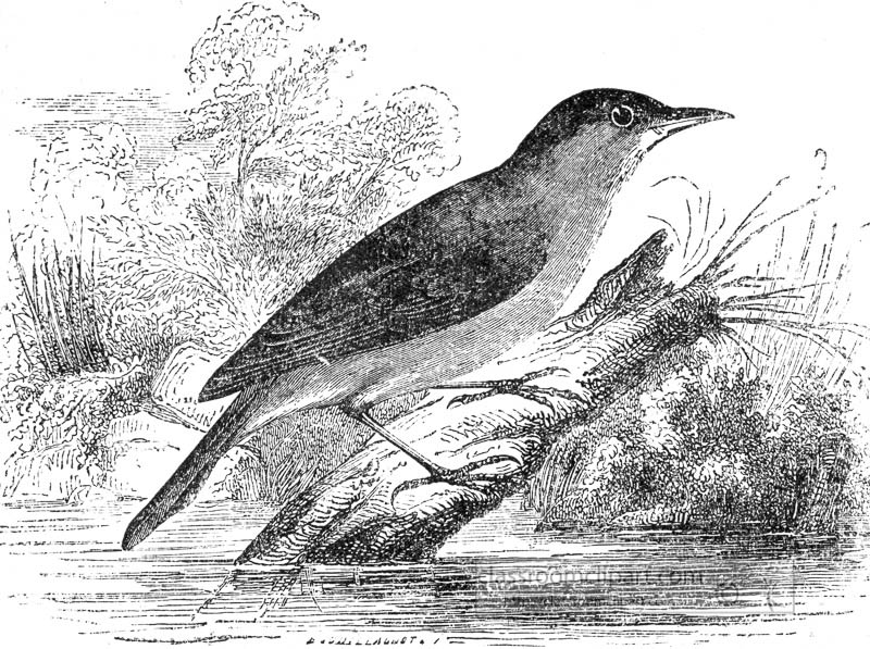 warbler-bird-illustration-2.jpg