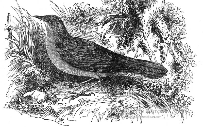 warbler-bird-illustration.jpg