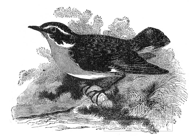 whinchatt-bird-vintage-illustration.jpg