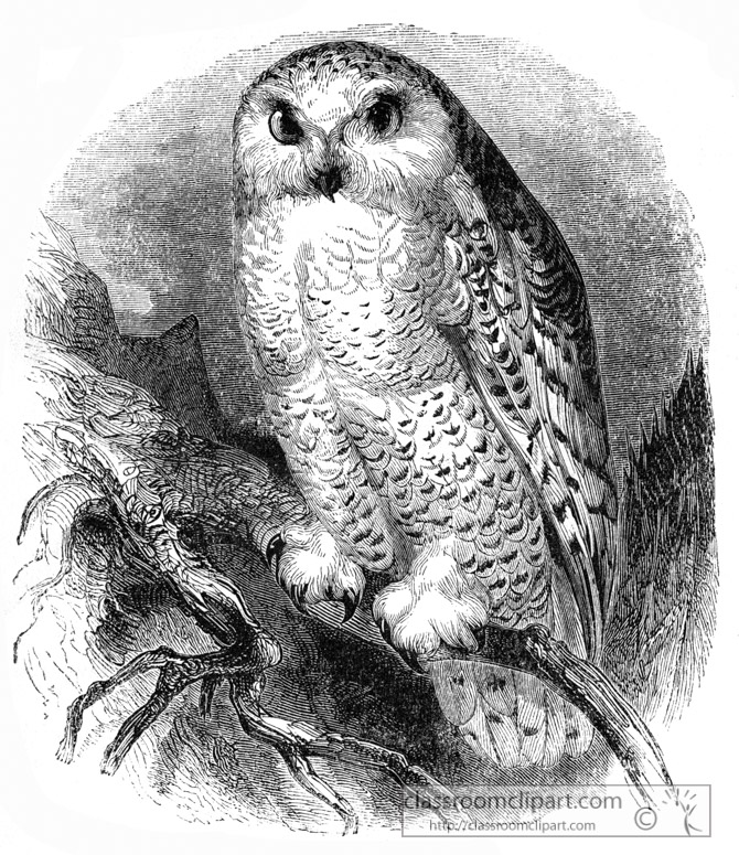 white-owl-bird-illustration.jpg