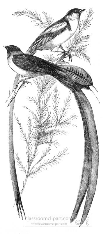widow-bird-illustration.jpg