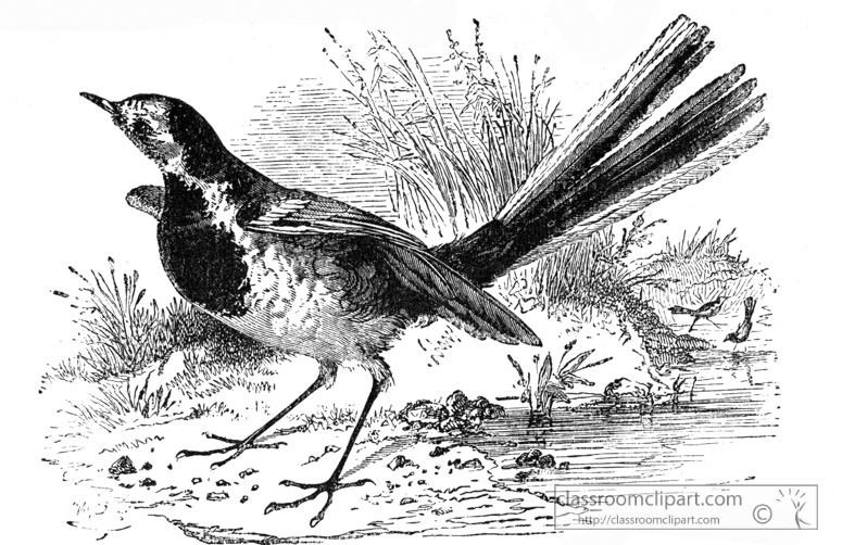 wigtail-bird-illustration.jpg