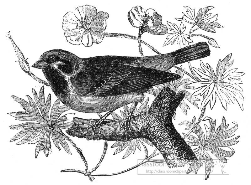 wood-sparrow-bird-illustration.jpg