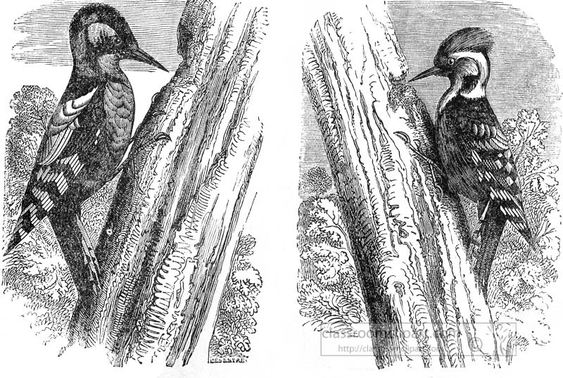 woodpecker-bird-illustration-012.jpg