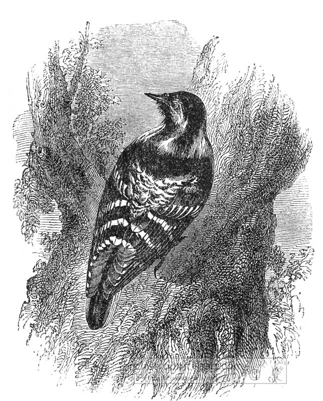 woodpecker-bird-illustration-013.jpg