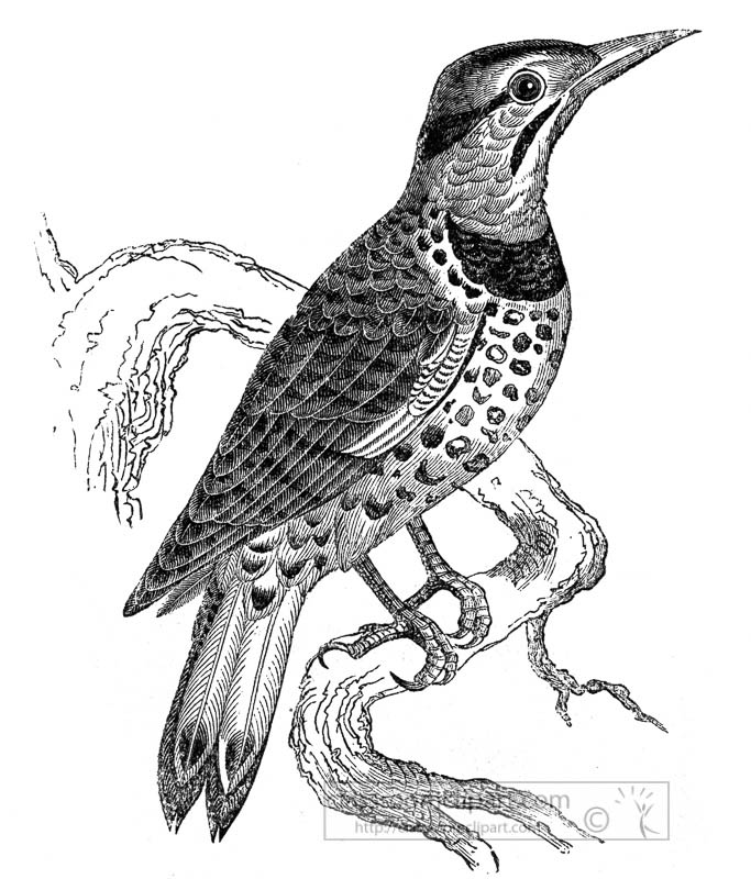 woodpecker-bird-illustration-014.jpg