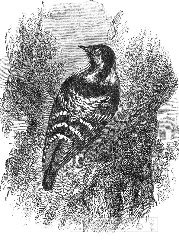 woodpecker-bird-illustration-343B.jpg