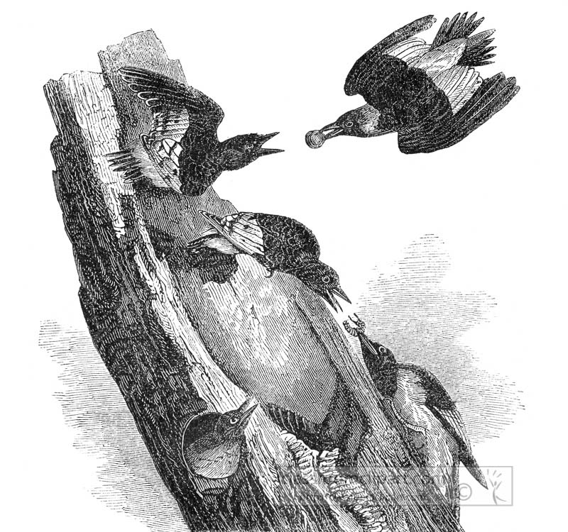 woodpecker-bird-illustration-99C.jpg