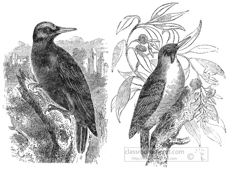 woodpecker-bird-illustration.jpg
