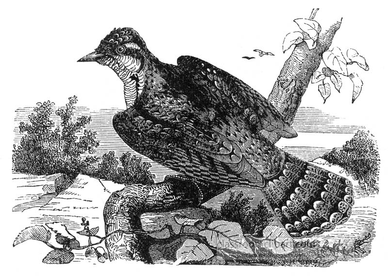 wry-neck-bird-illustration.jpg