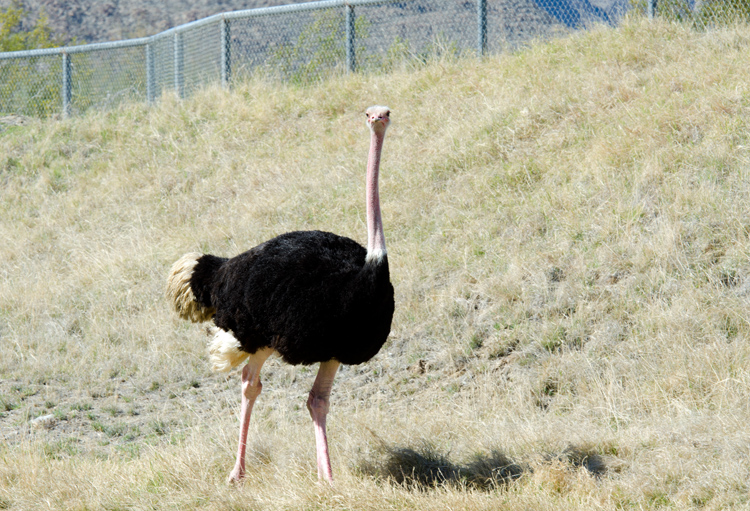 ostrich_274.jpg