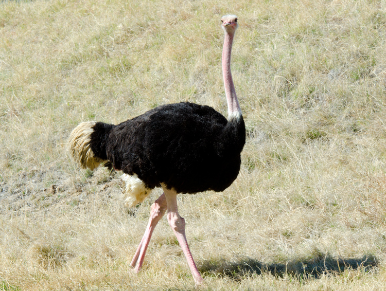 ostrich_275.jpg